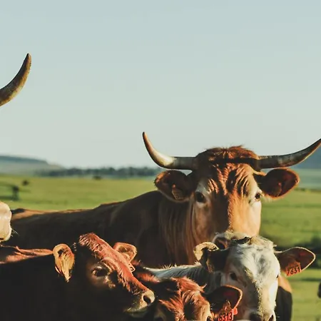 Roulottes - Les Lits De Berger Saint-Front (Haute-Loire)
